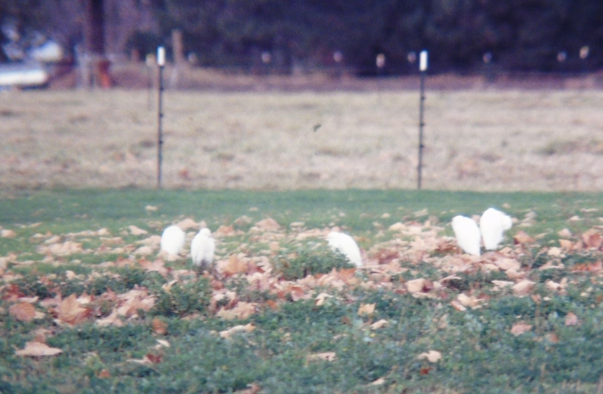 Western Cattle Egret - ML531866161