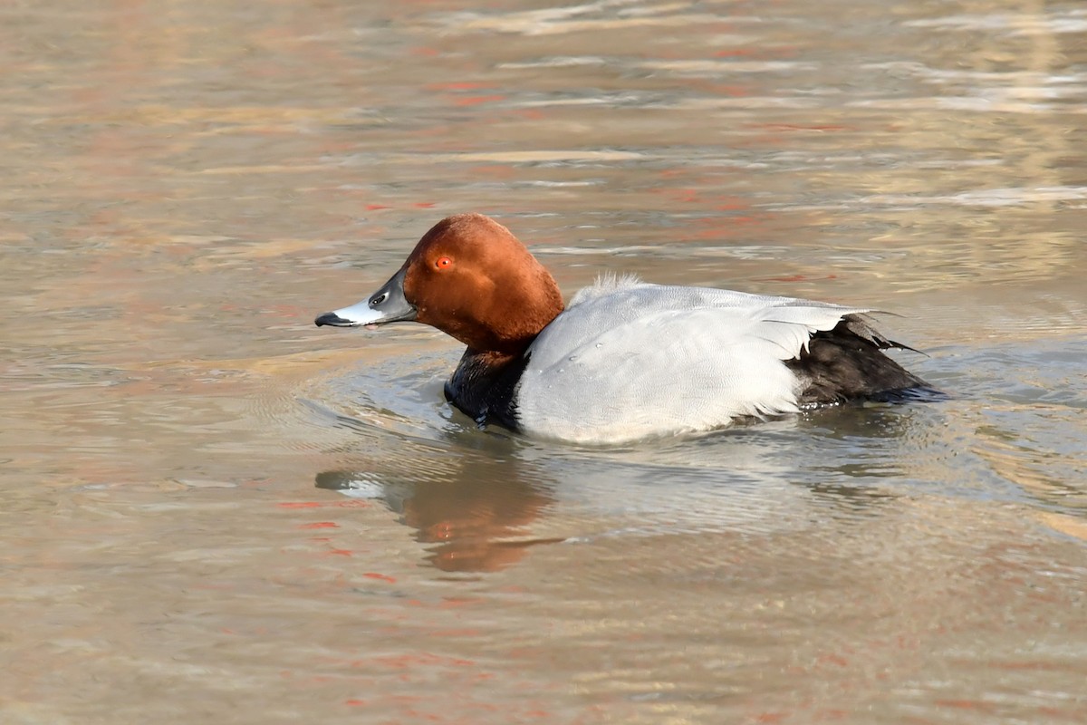 Common Pochard - ML531866611