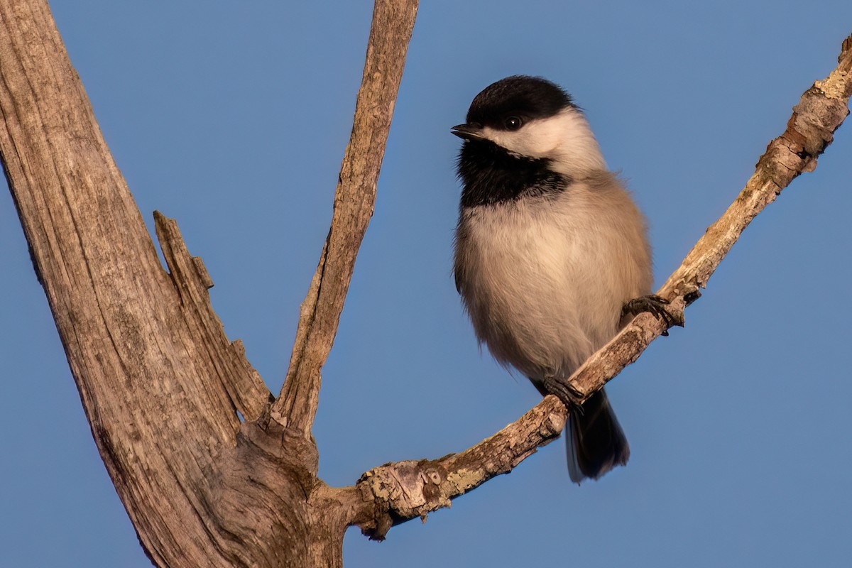 Black-capped Chickadee - ML531867901