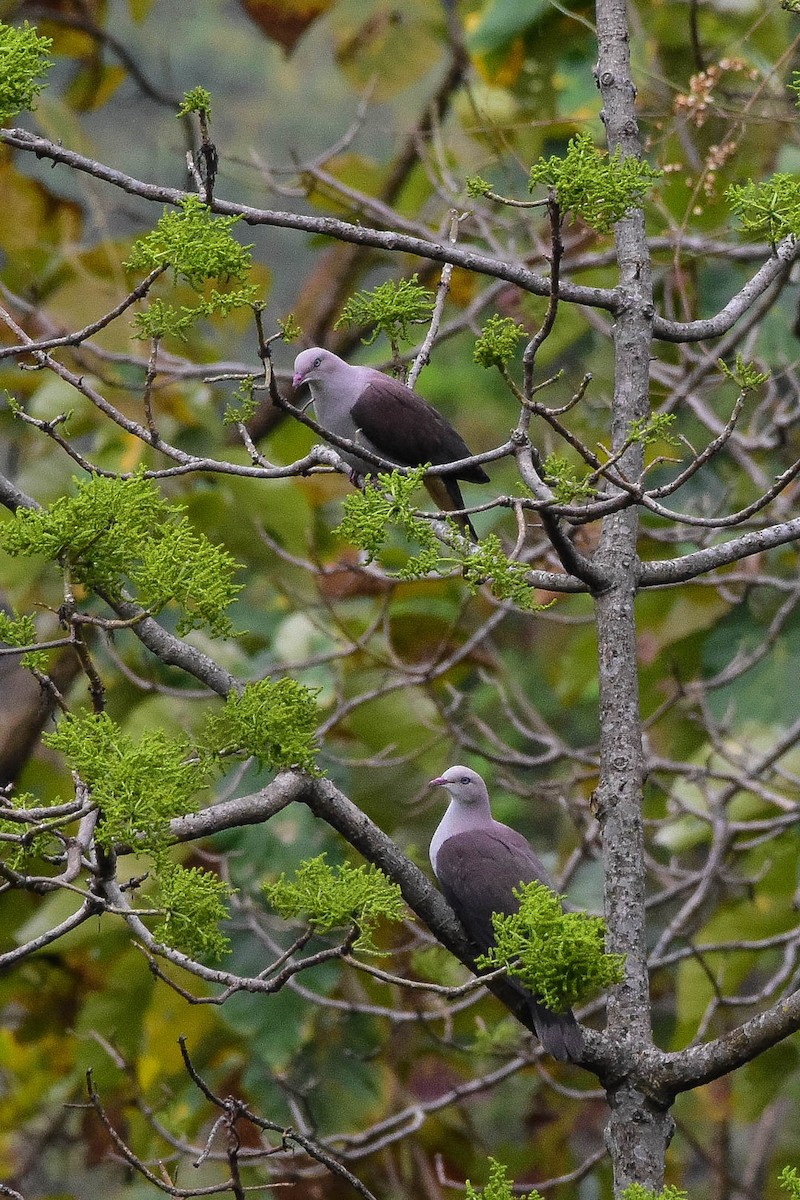 Mountain Imperial-Pigeon - ML531868821