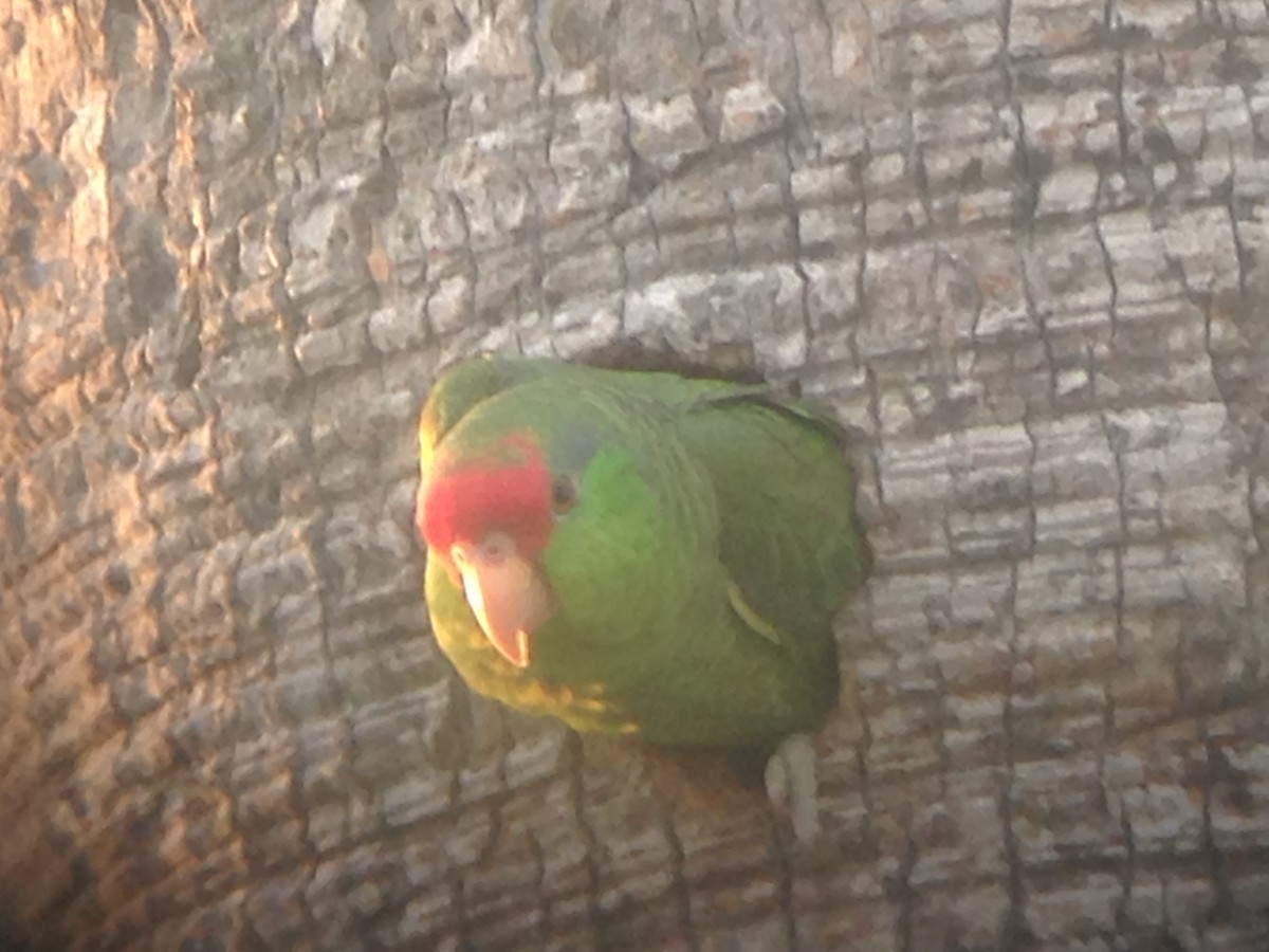Red-crowned Parrot - ML53186911
