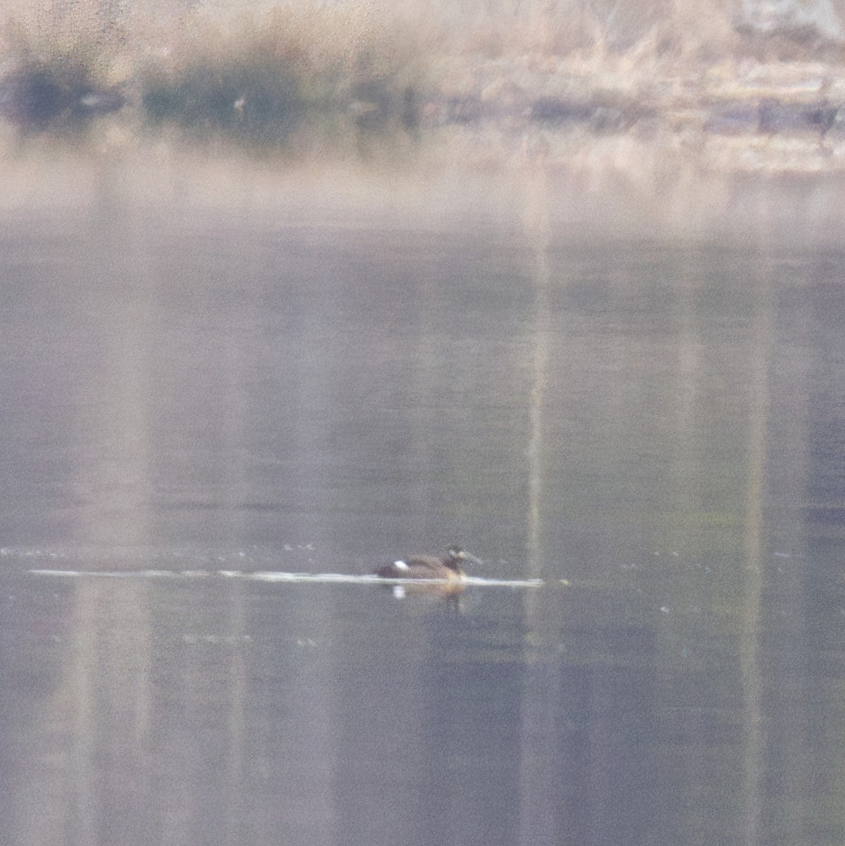 White-winged Scoter - ML531869681