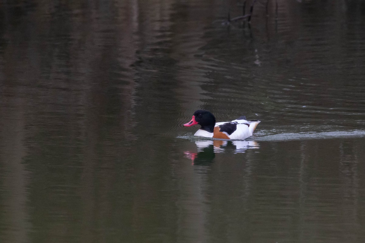 Common Shelduck - ML531869921