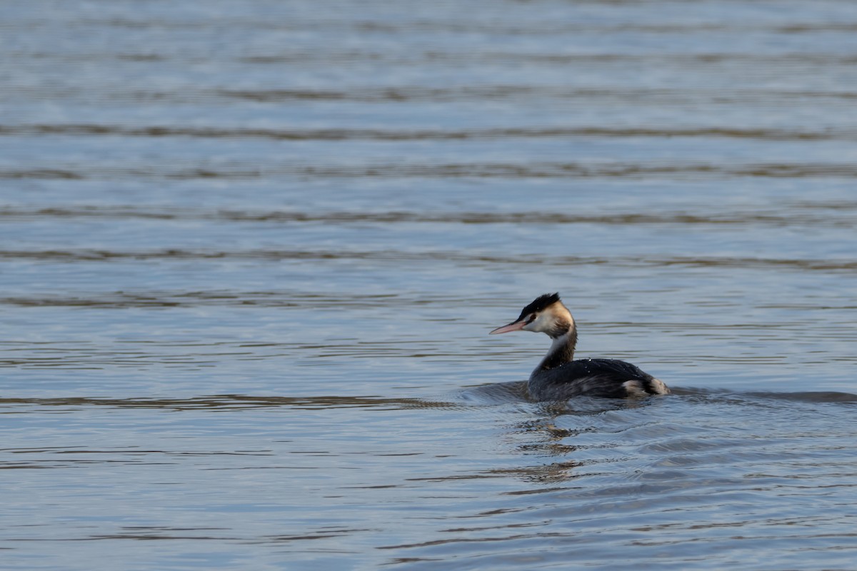 Great Crested Grebe - ML531870201