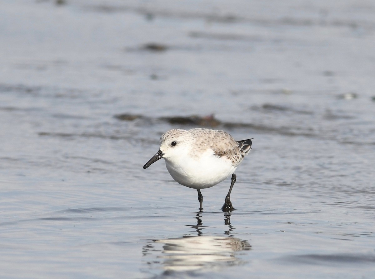 Bécasseau sanderling - ML531870331