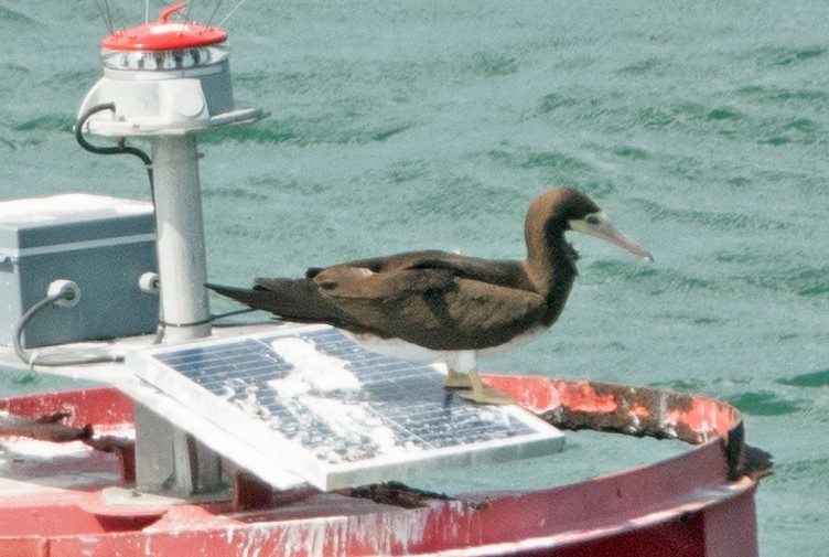 Brown/Cocos Booby - ML531870551