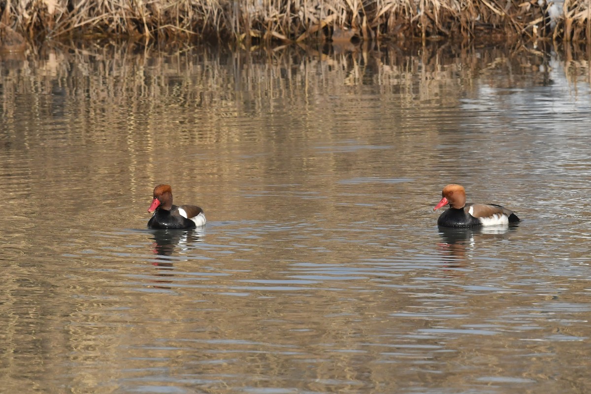 Red-crested Pochard - ML531871101