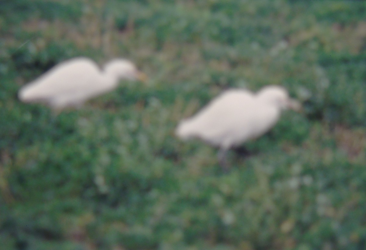 Western Cattle Egret - ML531871401