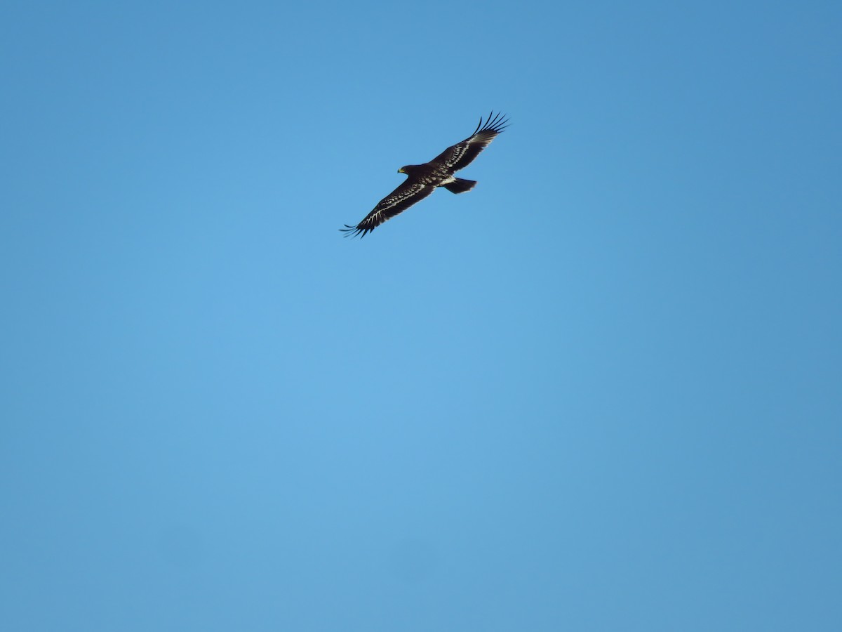 Greater Spotted Eagle - ML531873101