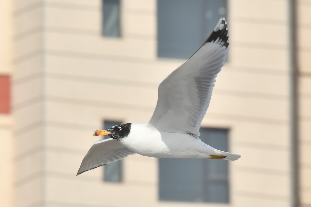 Pallas's Gull - Qin Huang