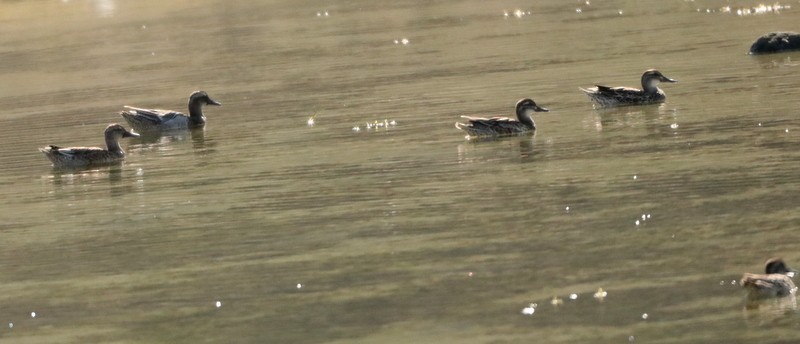 Garganey - ML531873361