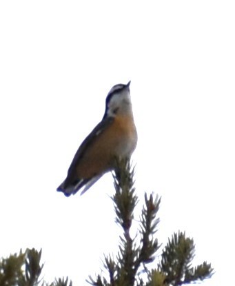Red-breasted Nuthatch - ML531873871
