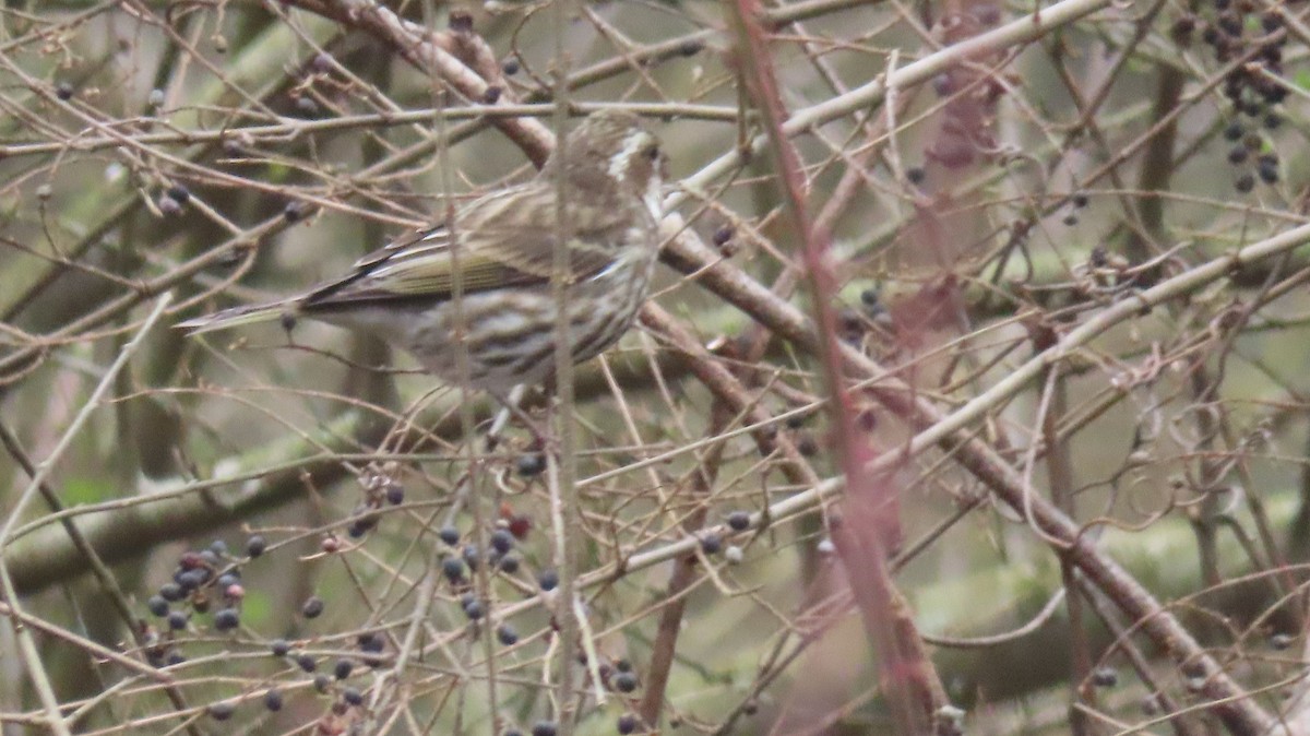 Purple Finch - ML531874261