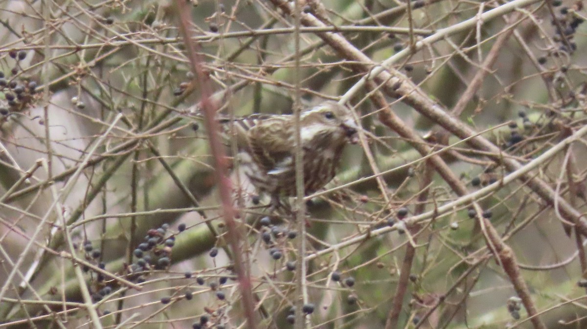 Purple Finch - ML531874271