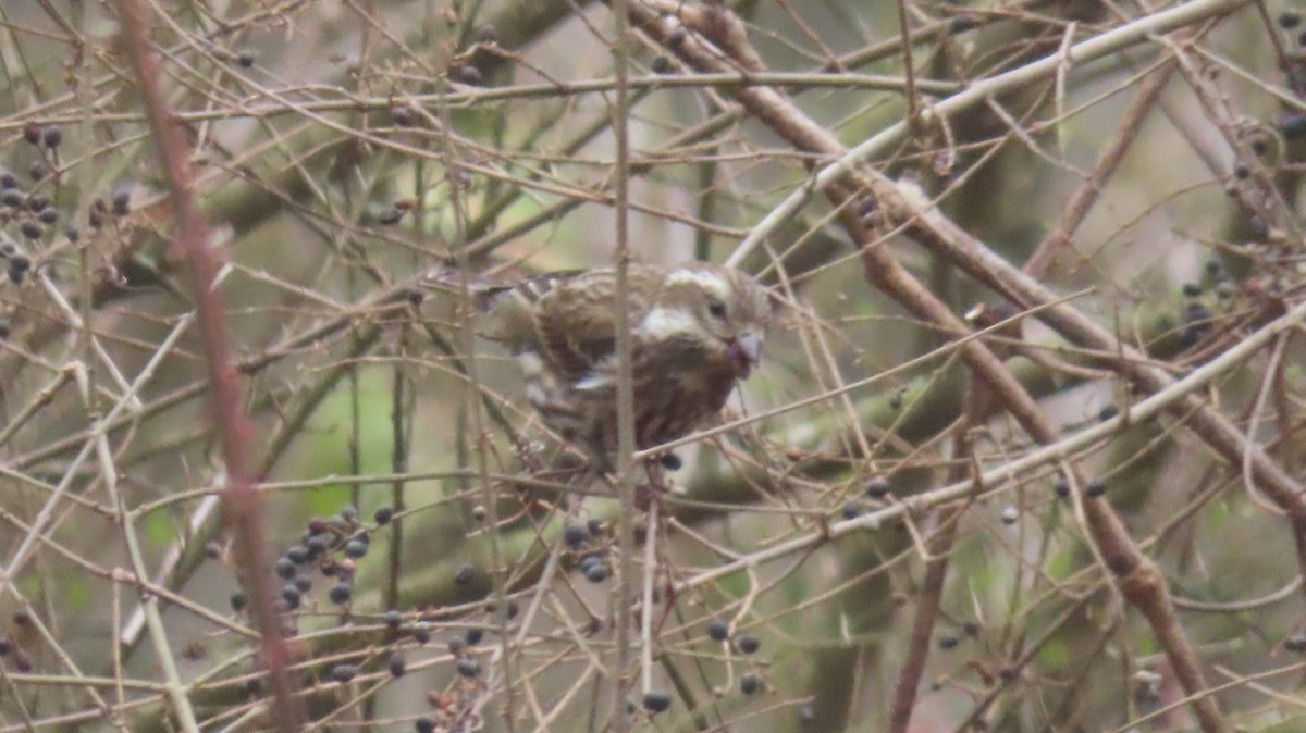 Purple Finch - ML531874281