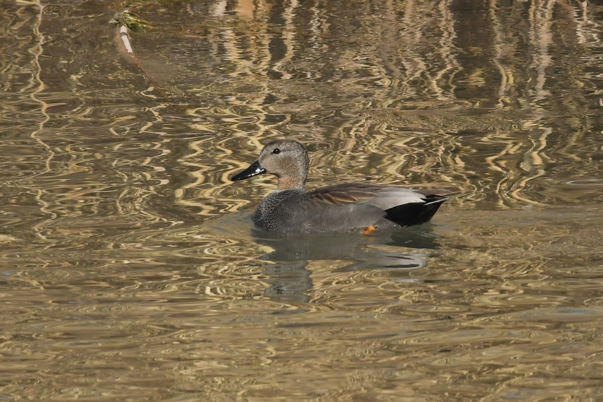 Gadwall - ML531875041