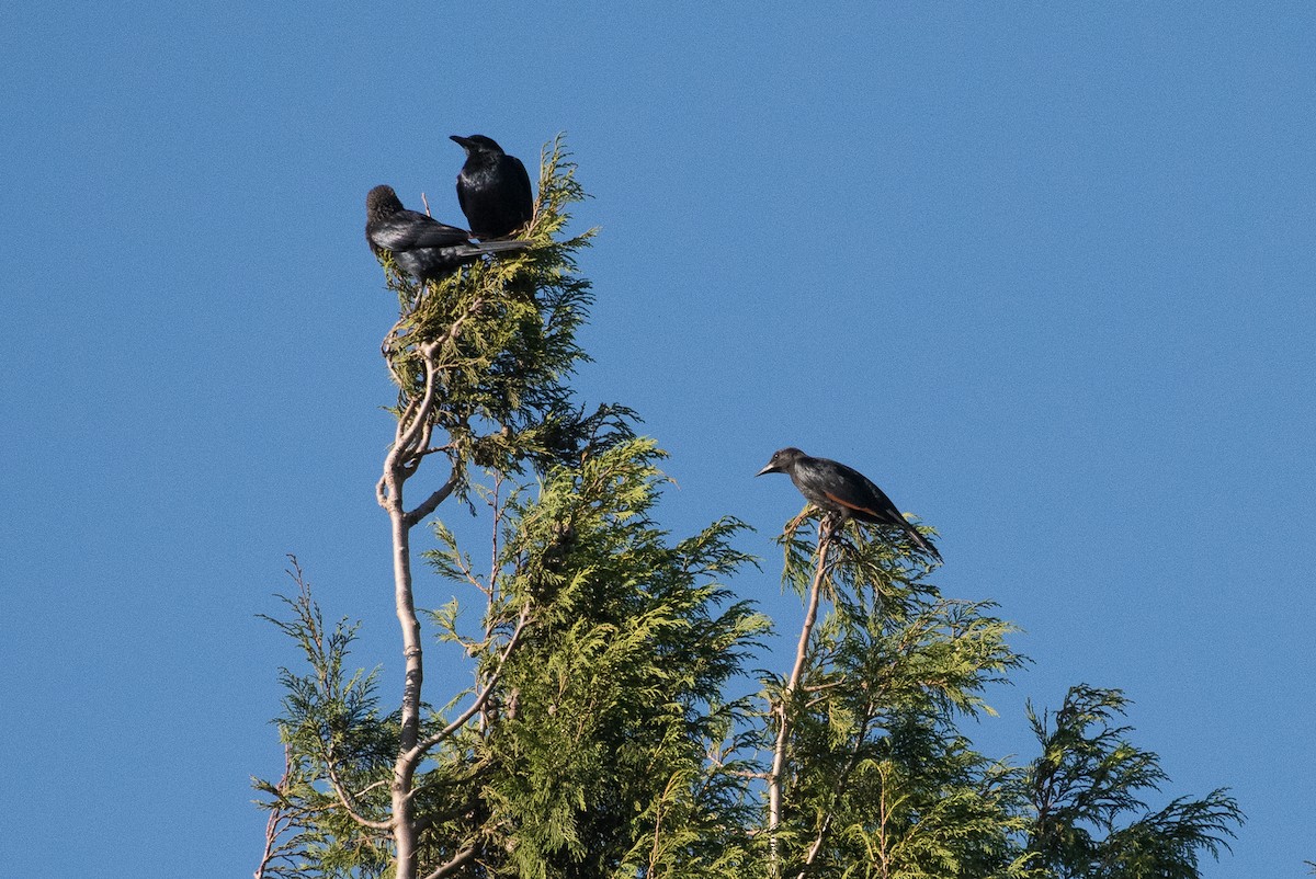 Red-winged Starling - ML53187521