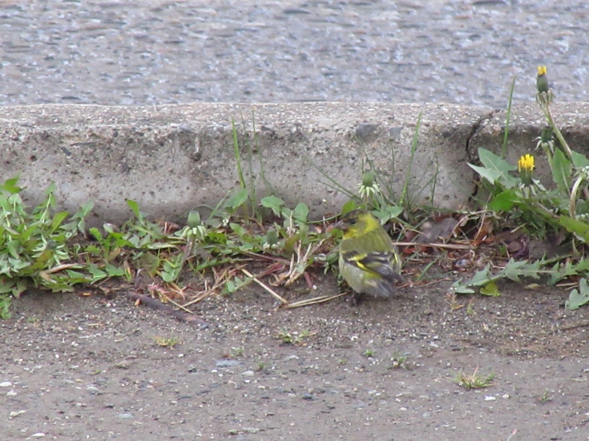 Black-chinned Siskin - ML531875651