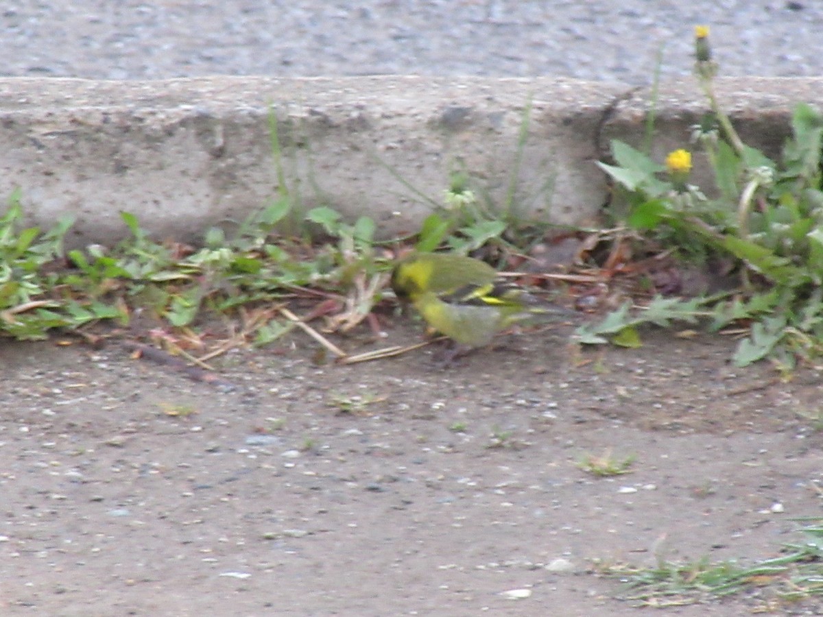 Black-chinned Siskin - ML531875661