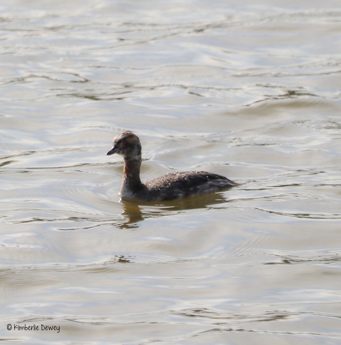 Horned Grebe - ML53187651