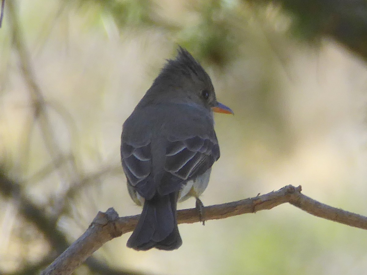 Greater Pewee - ML53187901