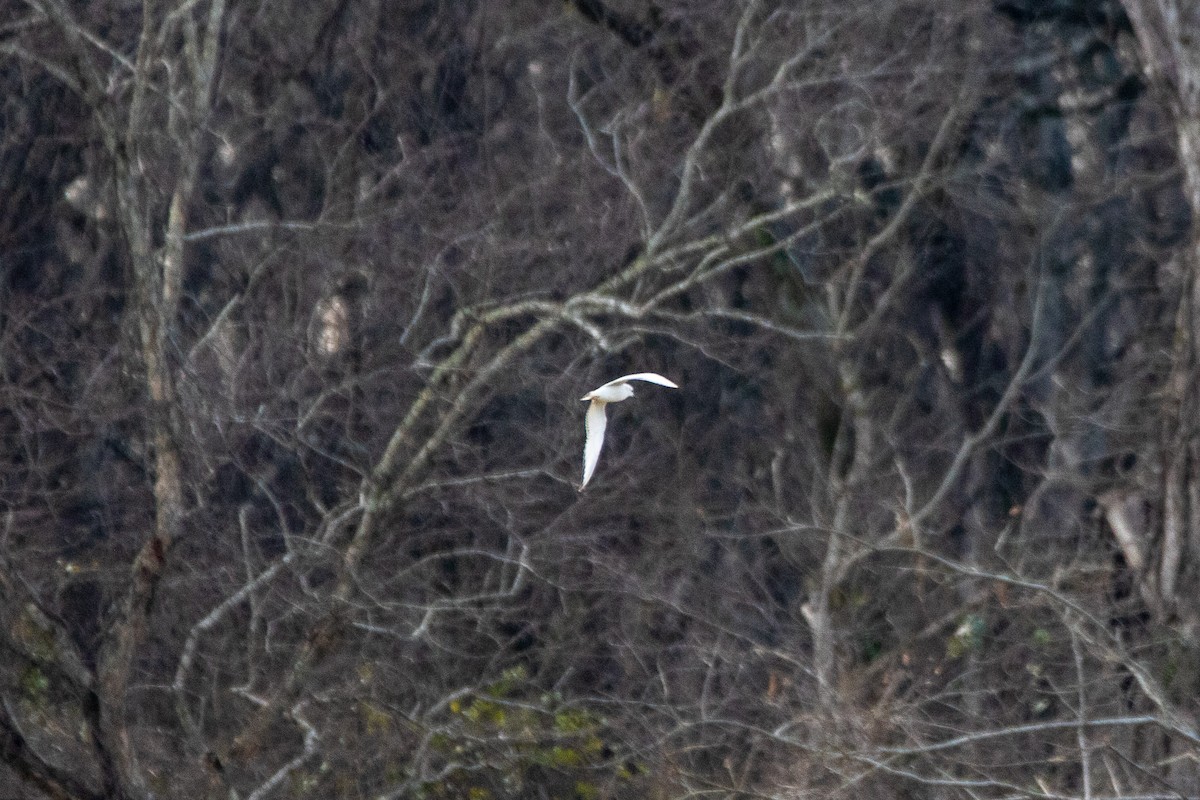 Mouette de Bonaparte - ML531880261