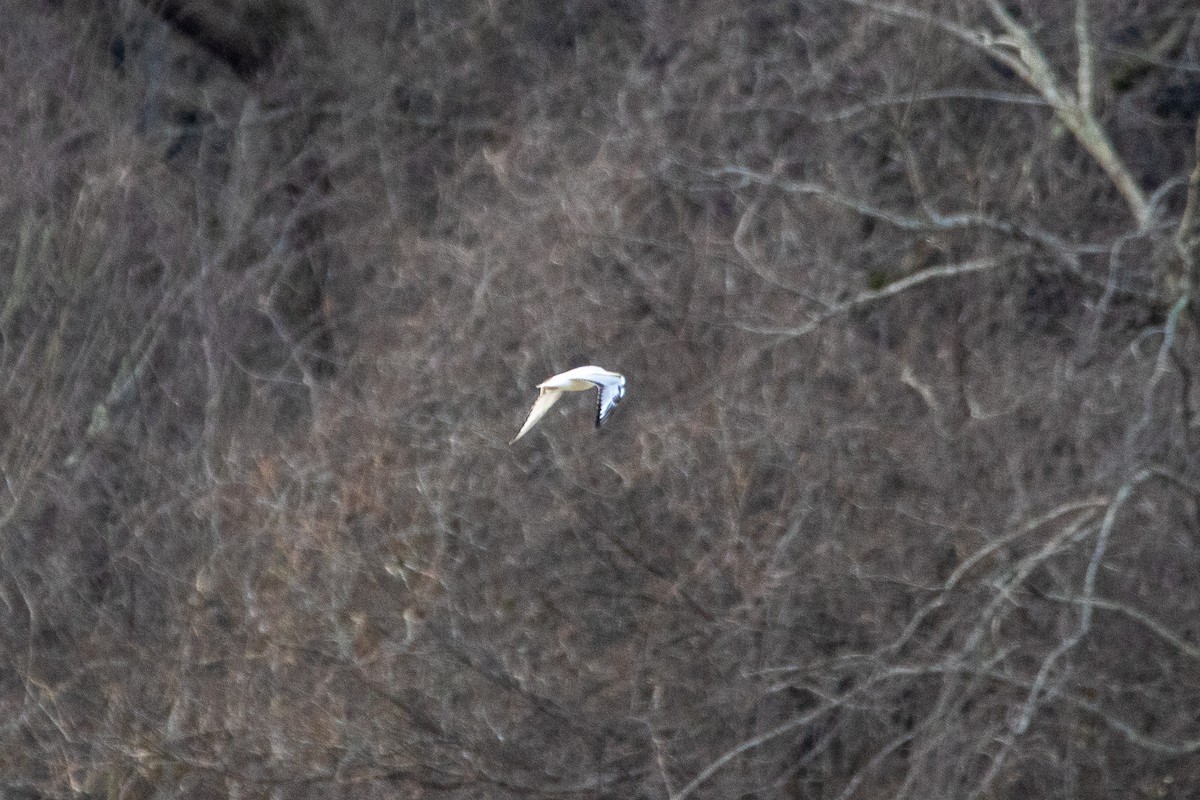 Bonaparte's Gull - ML531880271