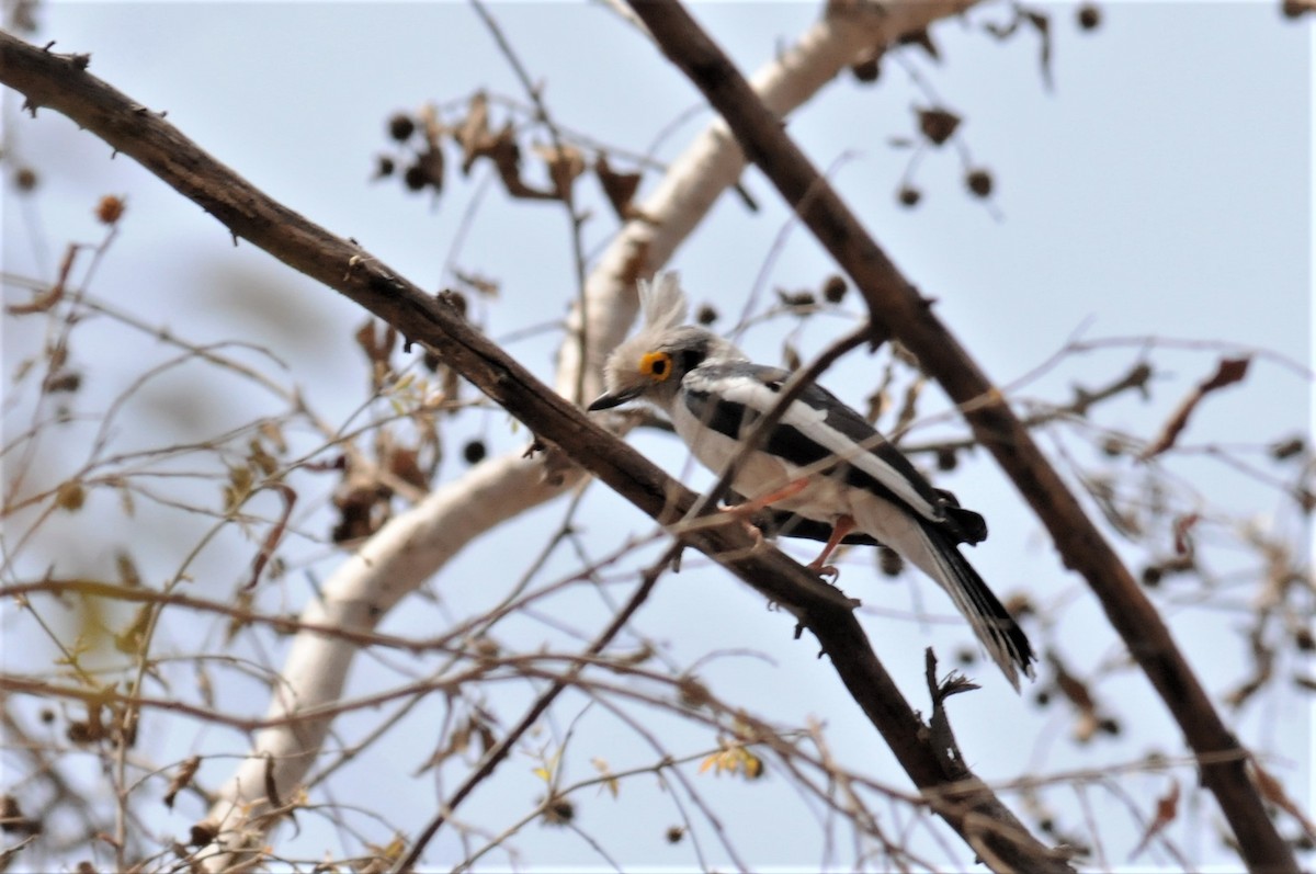 White Helmetshrike - ML53188031