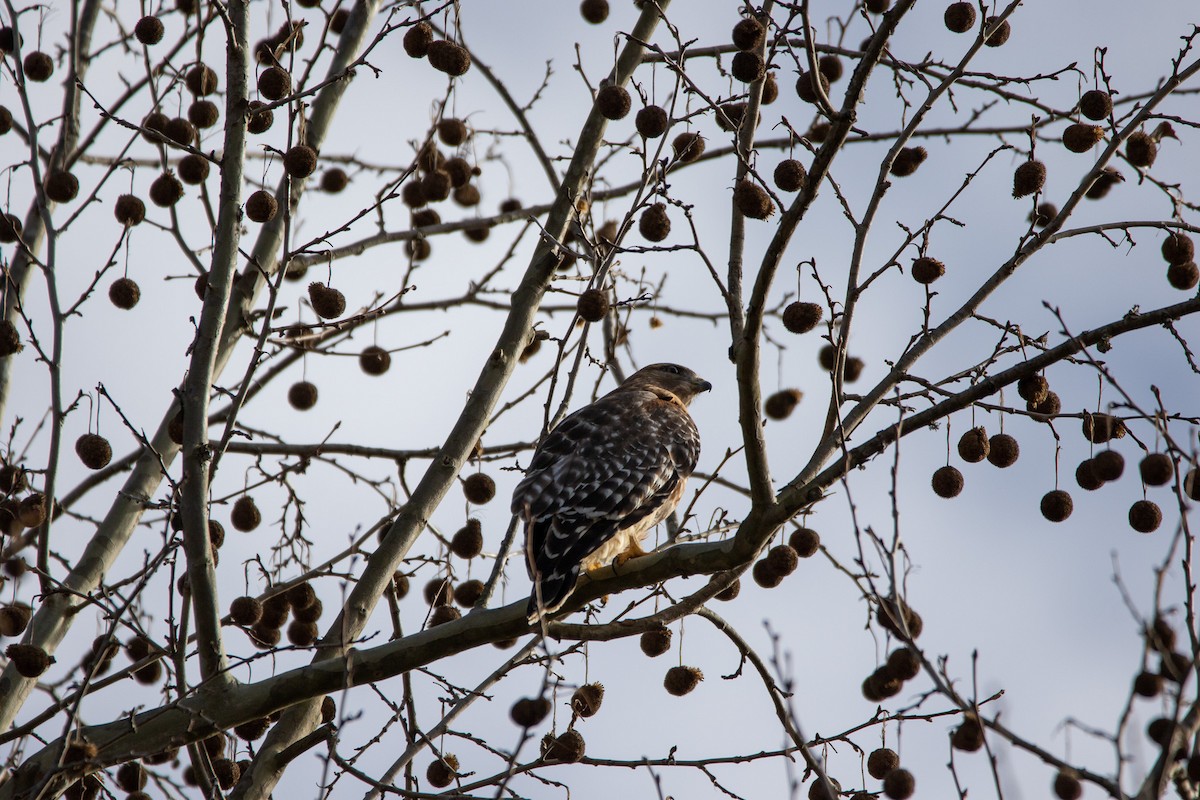 Red-shouldered Hawk - Nathan Mixon