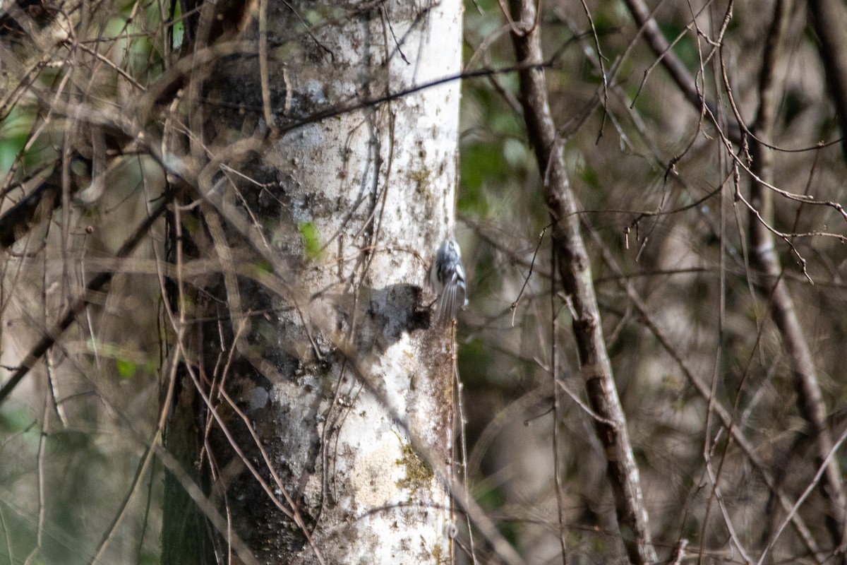 Black-and-white Warbler - ML531880401