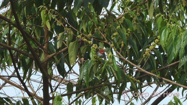 Fulvous-headed Tanager - ML531880781