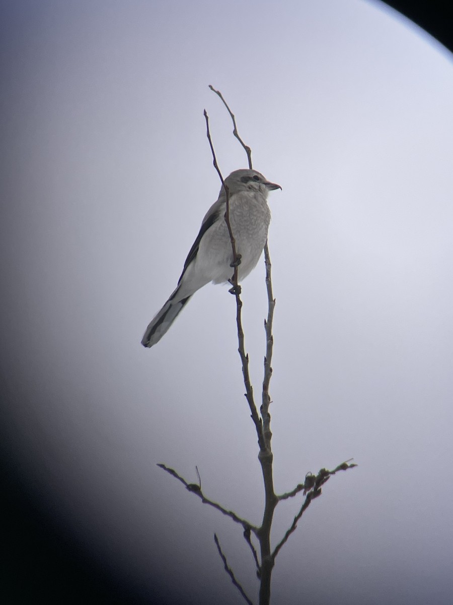 Northern Shrike - ML531882021