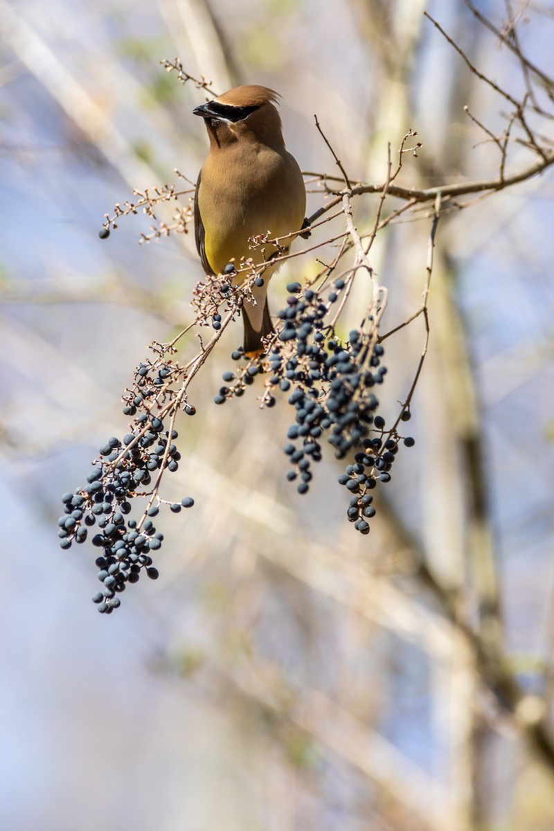 Cedar Waxwing - ML531882211