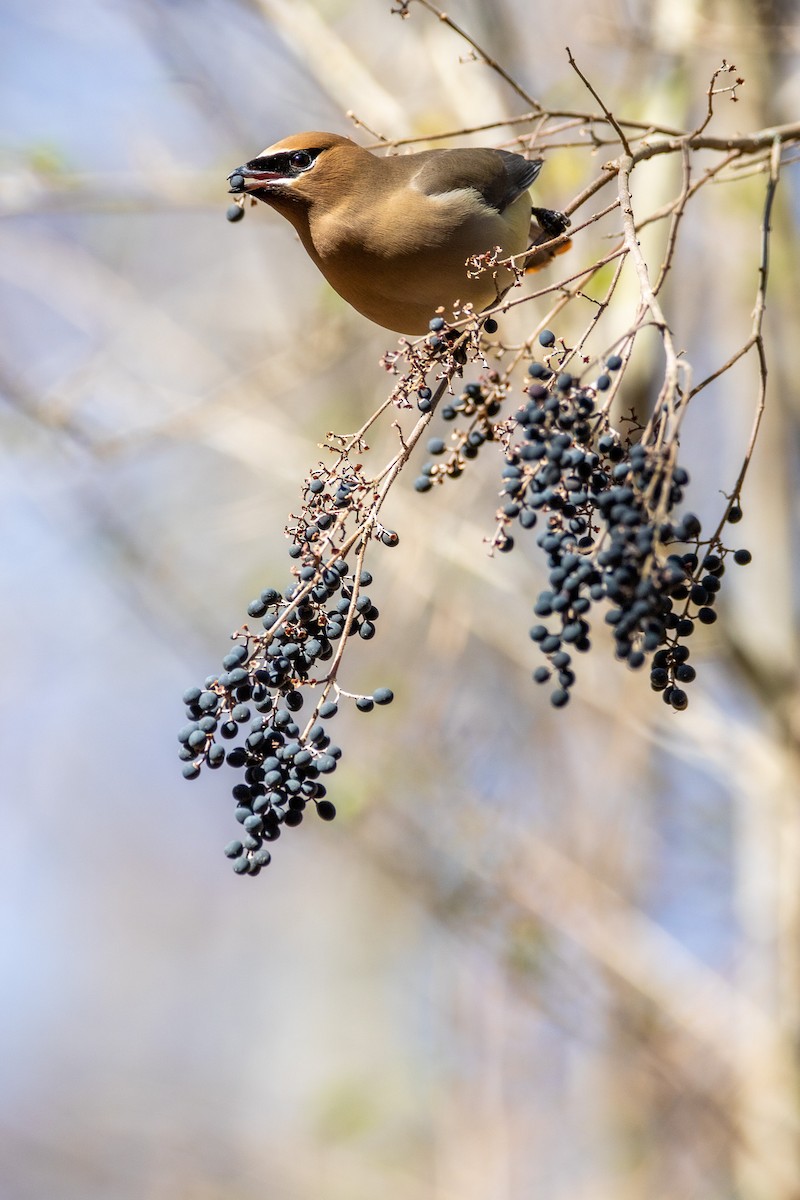 Cedar Waxwing - ML531882221