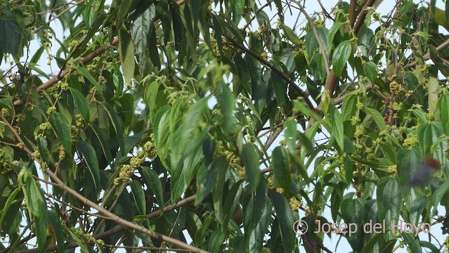 Tangara à tête fauve - ML531882951