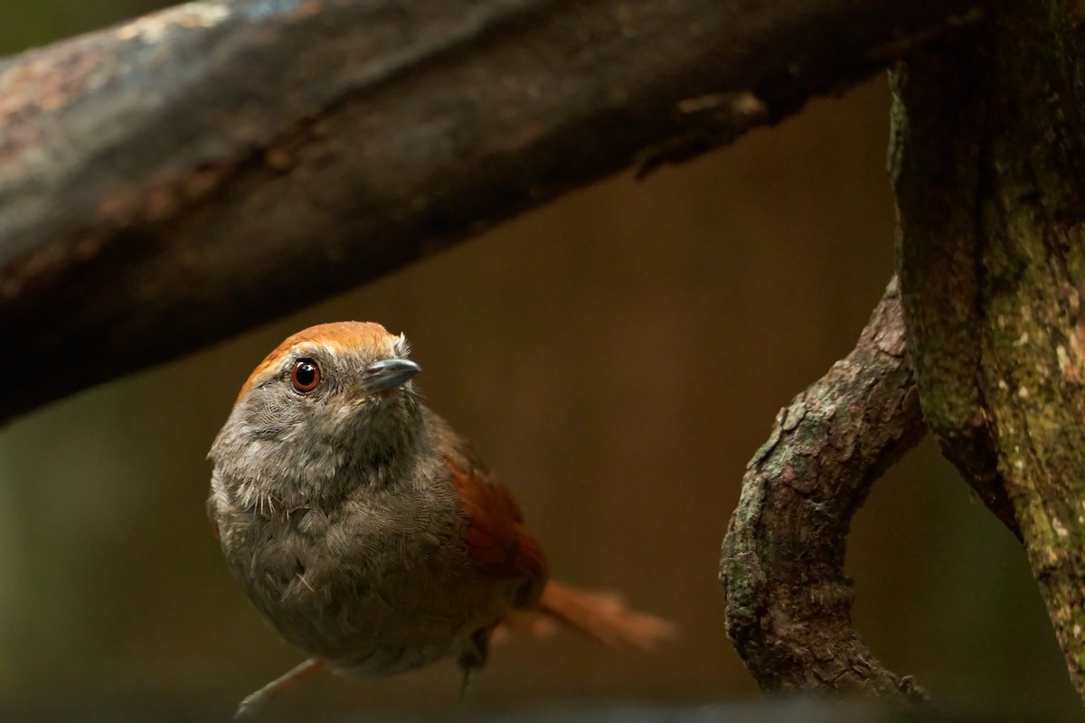 Rufous-capped Spinetail - ML531882961