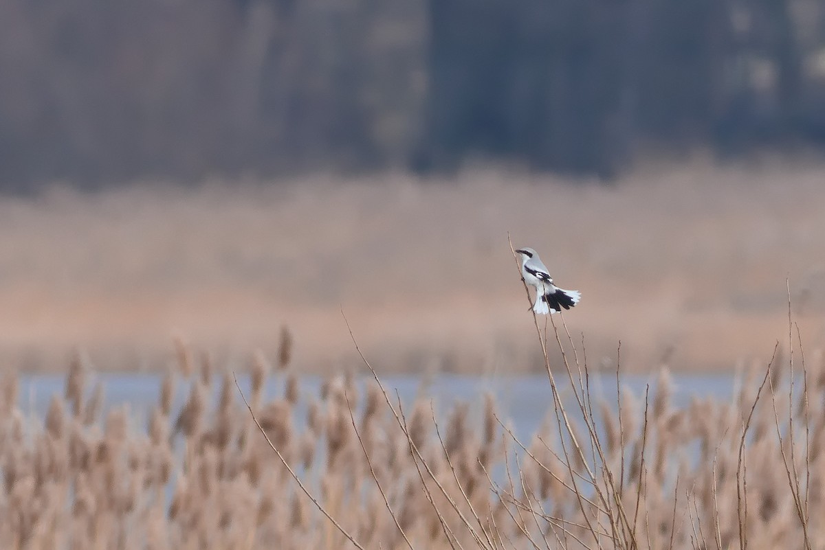 Great Gray Shrike - ML531883501