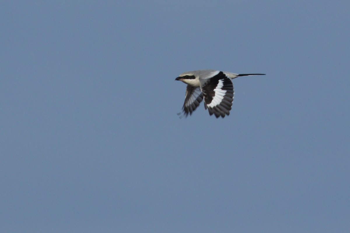 Great Gray Shrike - ML531883511