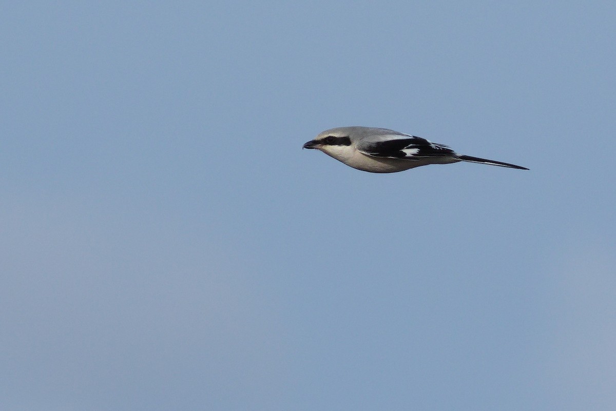 Great Gray Shrike - ML531883521