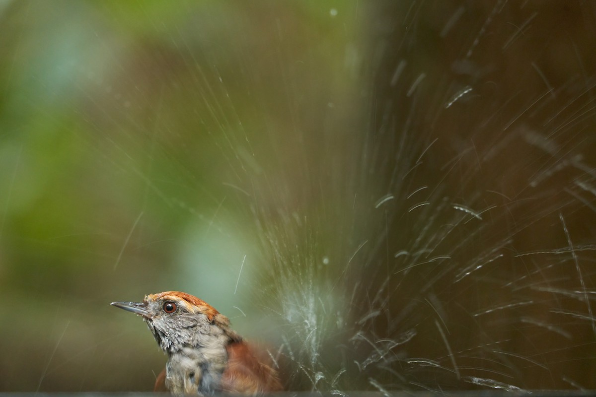 Rufous-capped Spinetail - ML531883871