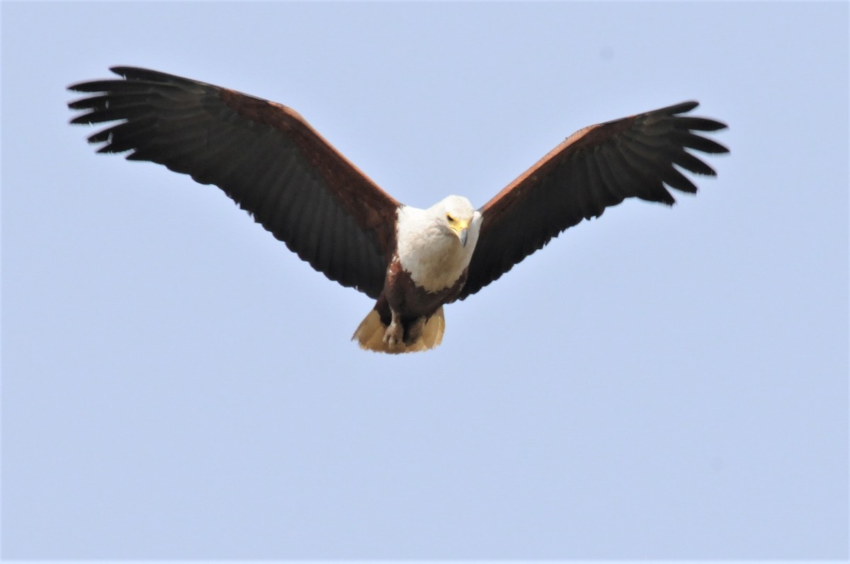 African Fish-Eagle - ML53188411