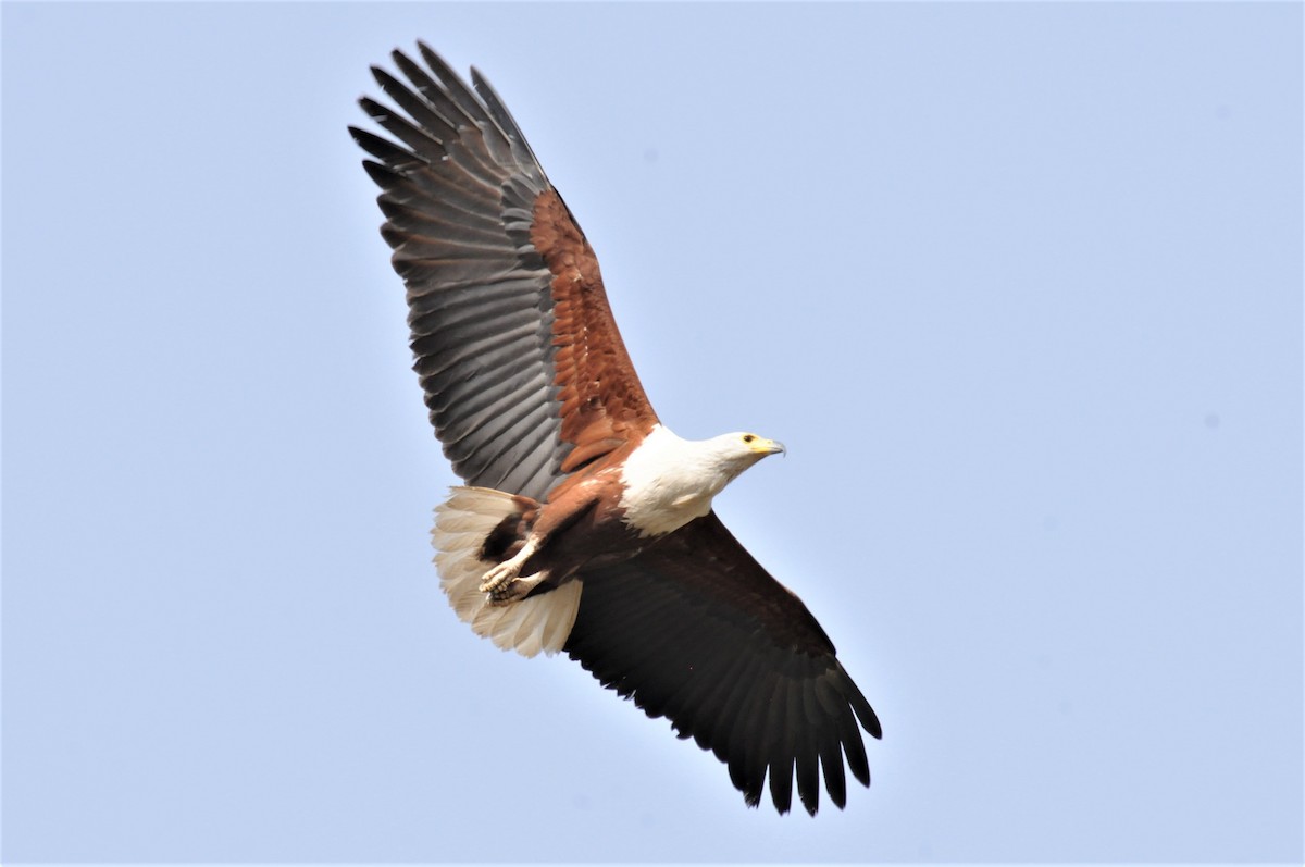 African Fish-Eagle - Bruce Mast