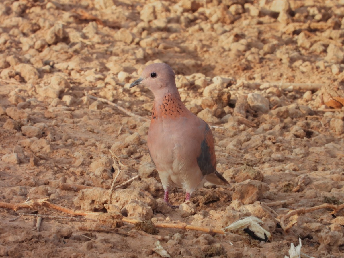 Laughing Dove - ML531884511