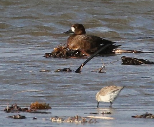 Lesser Scaup - Dennis Cooke