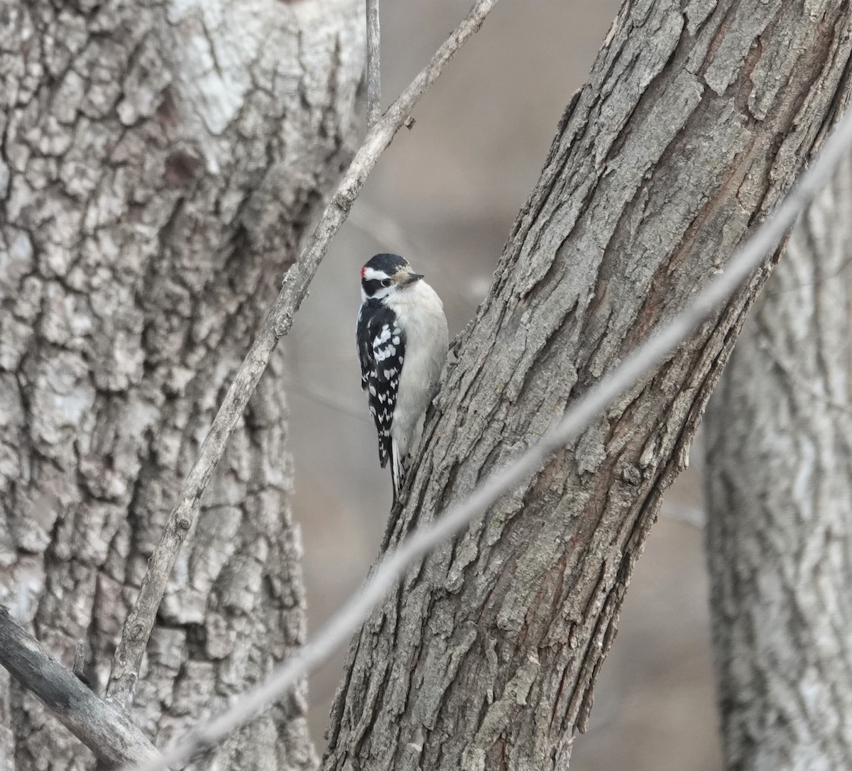 Downy Woodpecker - ML531886131