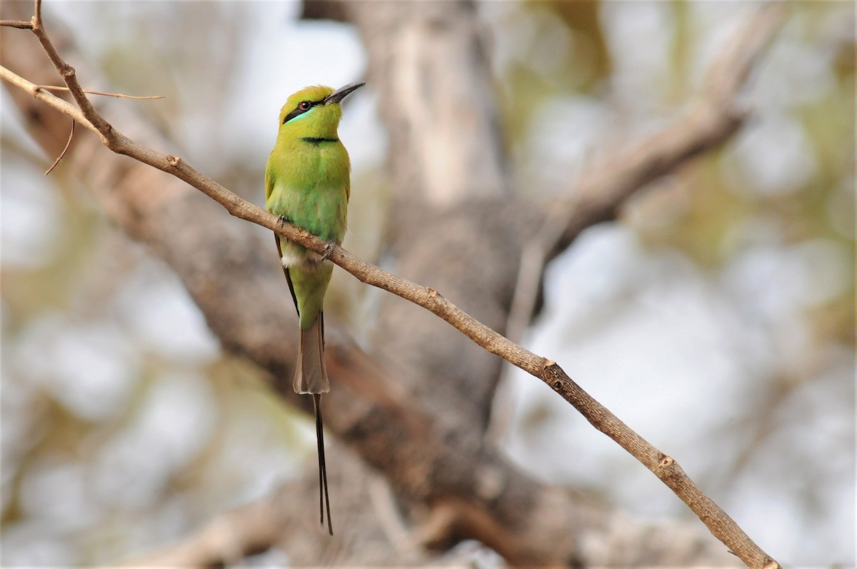 African Green Bee-eater - ML53188631