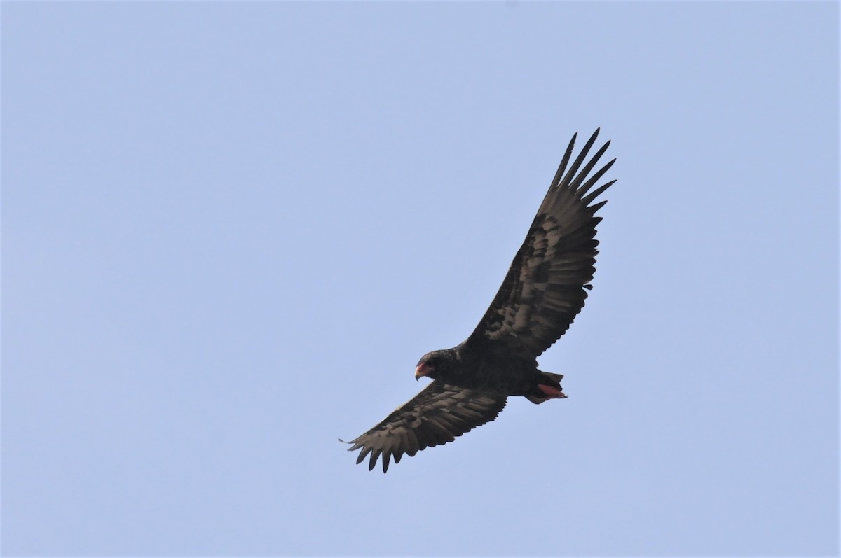 Bateleur - ML53188731