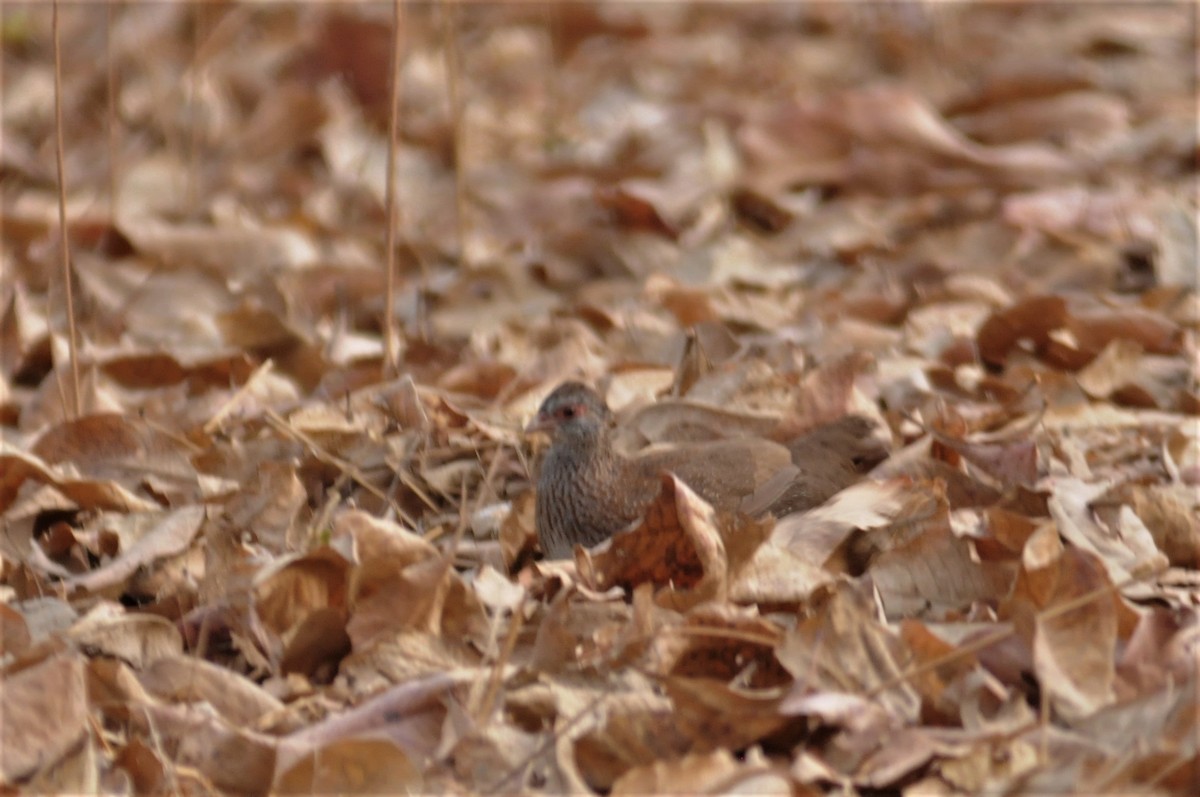 Stone Partridge - ML53188821