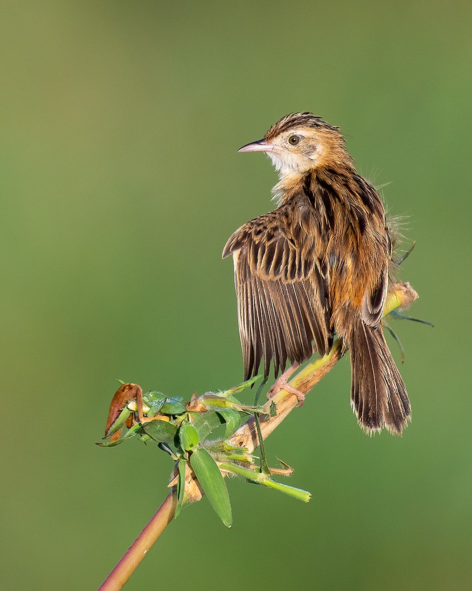 Zitting Cisticola - ML531889551