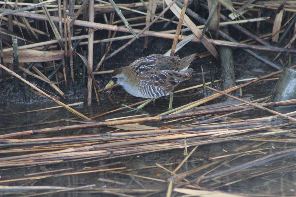 Polluela Sora - ML531890171